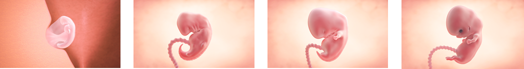 Hitos Del Primer Mes De Embarazo